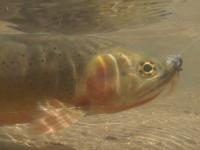 Fly fishing the Rio Costilla on a New Mexico fly fishing guide trip