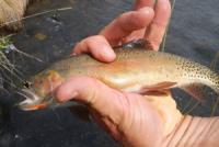 A stretch of private water on the Cimarron