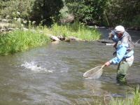 Fly fishing the Cimarron River.  Fly fishing in New Mexico
