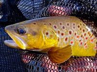 Cimarron brown trout. Fly fishing trip in New Mexico.