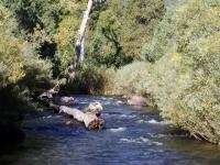 Fly fish the Cimarron River. New Mexico fly fishing in Eagle Nest